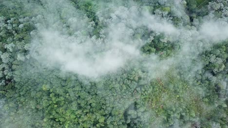 Aerial-view-looking-down-tropical-rainforest-over-foggy-cloud